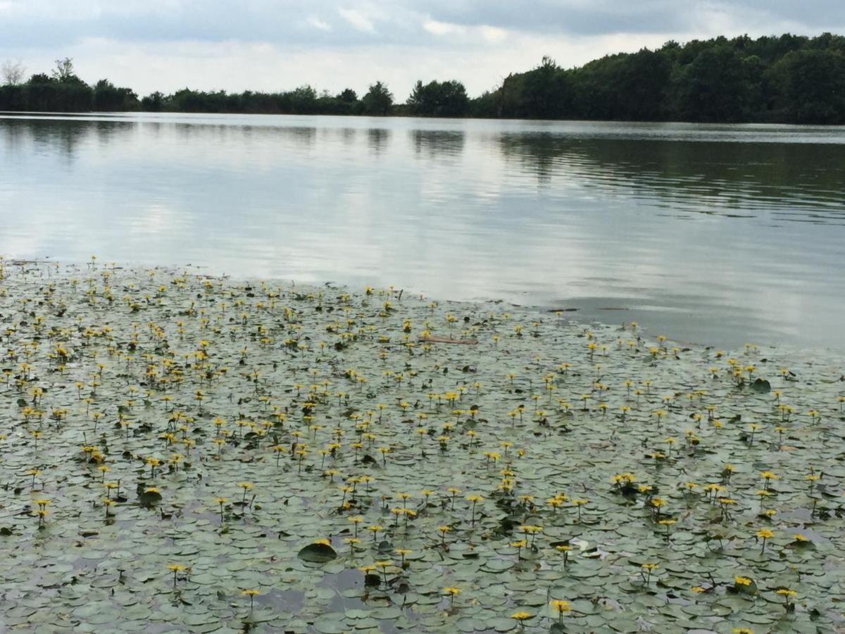 Отель Resort Plaza Lake Rojiştea