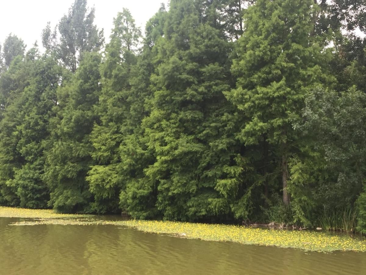 Отель Resort Plaza Lake Rojiştea